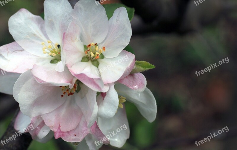 Apple Blossom Life Botany Natural