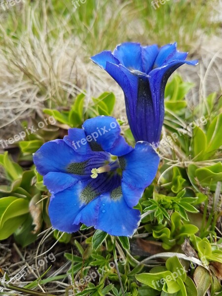 Gentian Green Blue Gentian Plant Nature