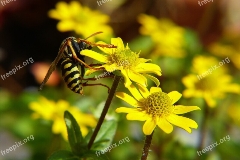 Wasp Insect Nature Macro Yellow Flower