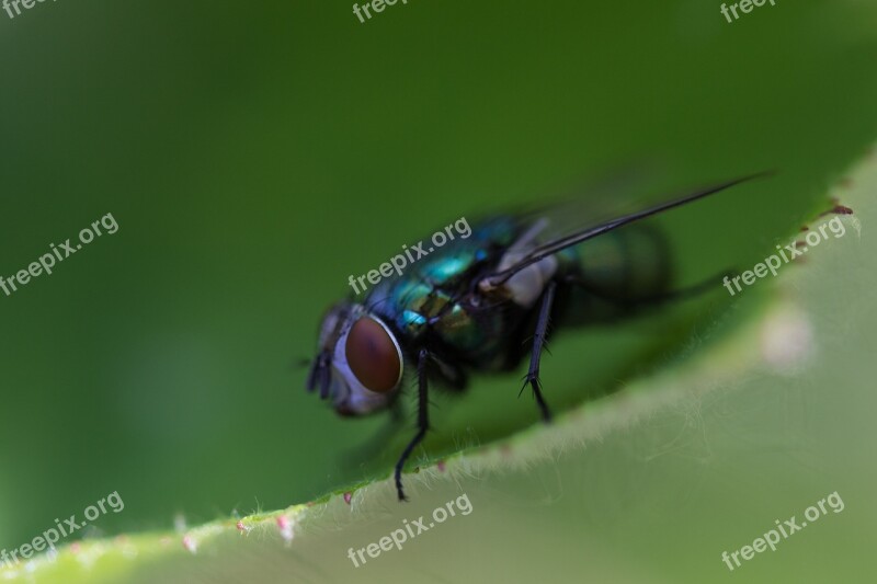 Fly Insect Nature Wing Close Up