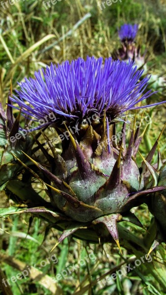 Cardoon Flower Purple Plant Thorn