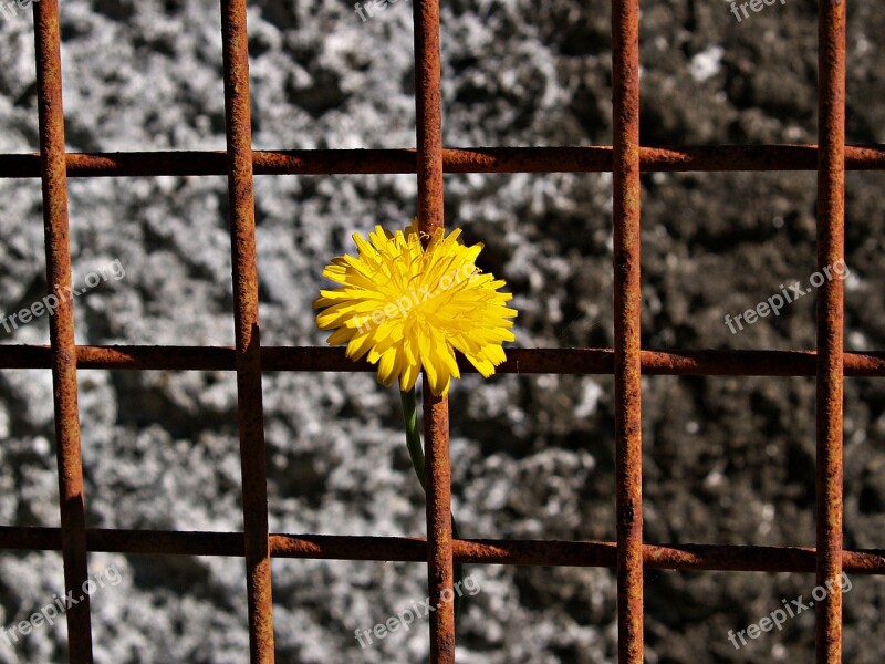 Daisy Yellow Rusty Metal Frame Grid