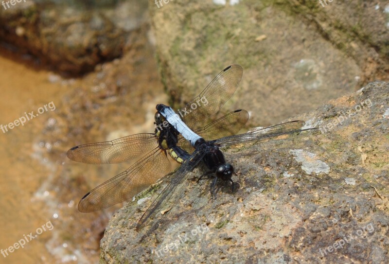 Pet Quentin Chong Dragonfly Mating Free Photos