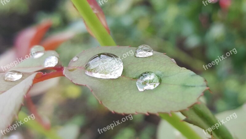 Leaf Leaves Rose Leaf Wet Water