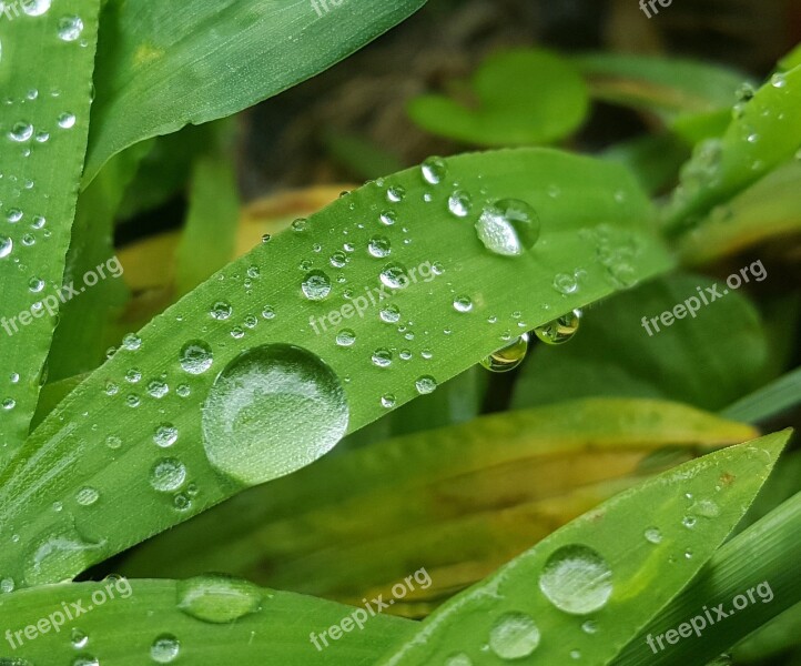 Grass Wet Water Droplets Beads