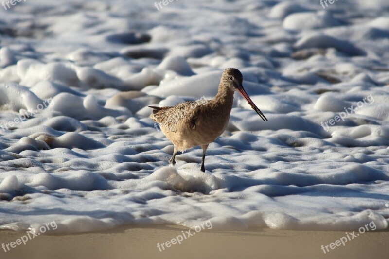 Marbled Godwit Bird Shorebird Beach Shore