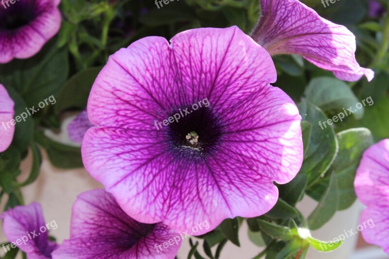 Petunia Blossom Bloom Purple Flower