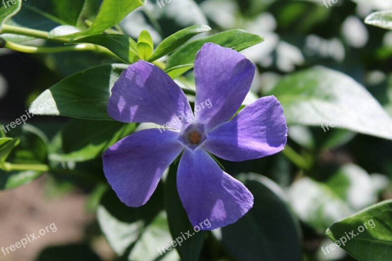 Evergreen Blossom Bloom Purple Bush