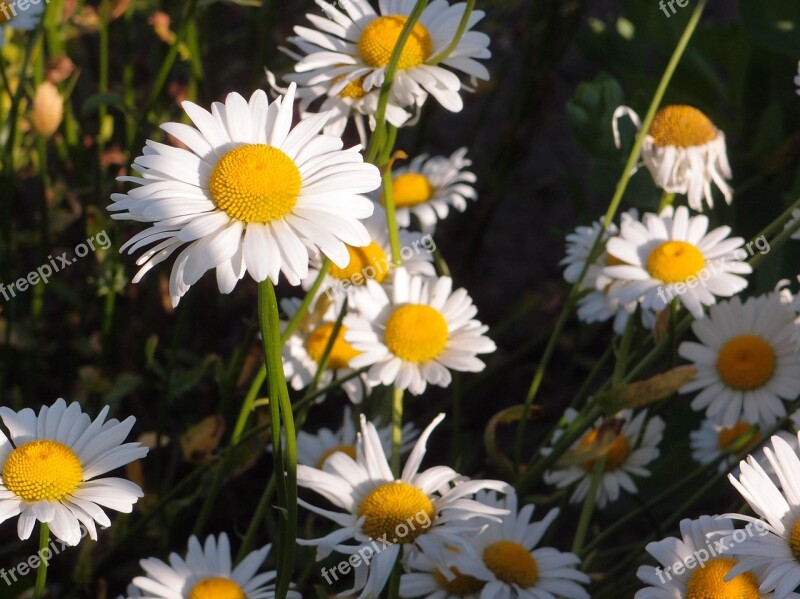 Summer Flowers Grass Chamomile Daisy