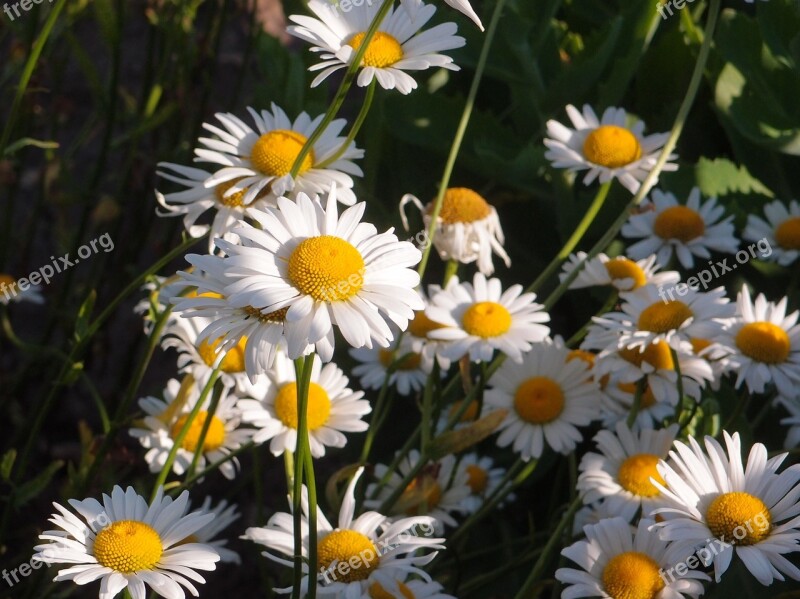 Summer Flowers Grass Chamomile Daisy