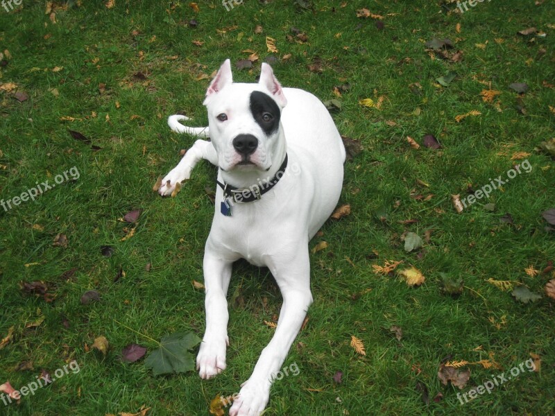 Dogo Argentino Animal Pet Cute