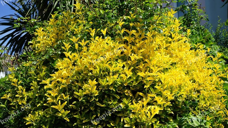 Yellow Bush Plant Flower Nature