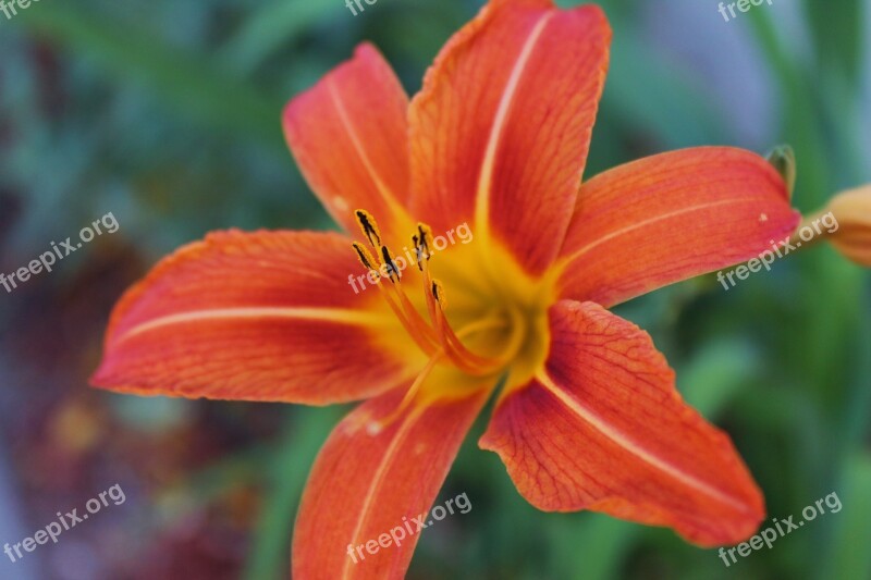 Flower Tiger Lily Spring Garden Spring Flower