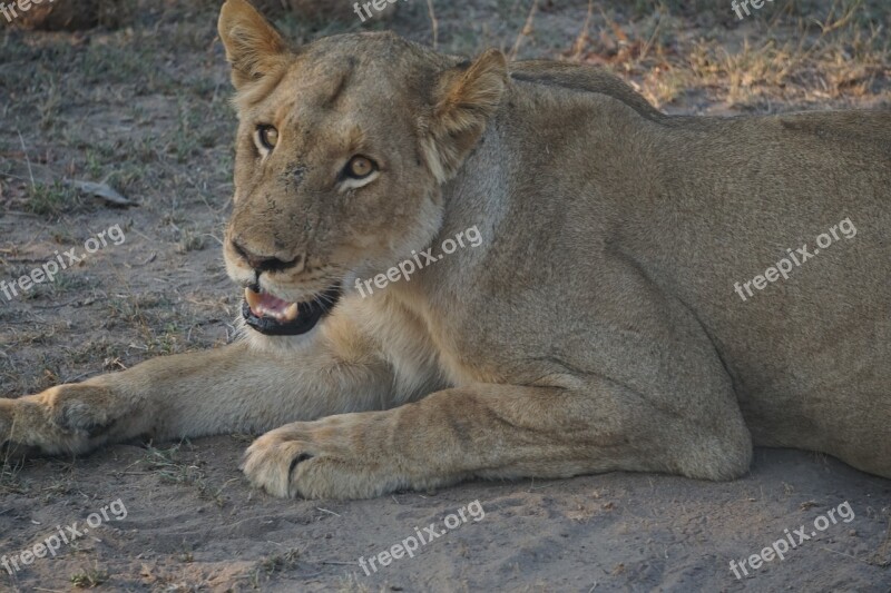 Lion South Africa Africa Nature Safari