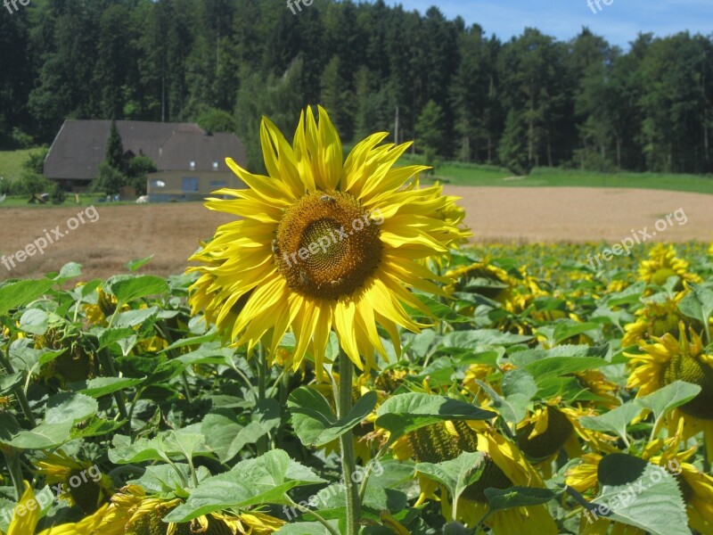 Sun Sunflower Excel Free Photos