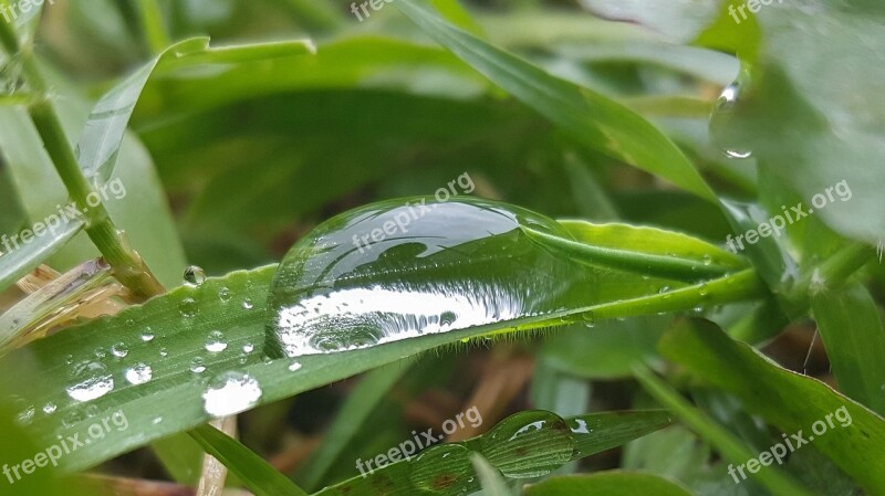 Grass Wet Water Droplets Beads