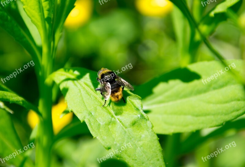 Bee Nature Flower Insect Sprinkle