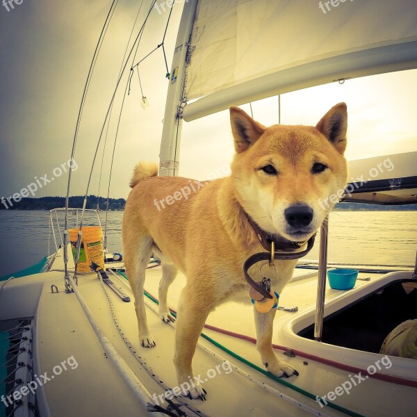 Dog Sailboat Water Boat Yacht