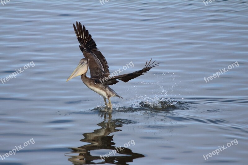 Pelican Bird Brown Waterbird Shorebird