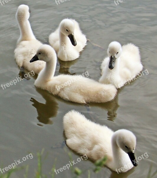 Swans Baby Swans Water Waterfowl Young Swans