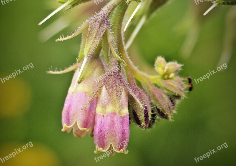 Wild Flower Nature Blossom Bloom Plant