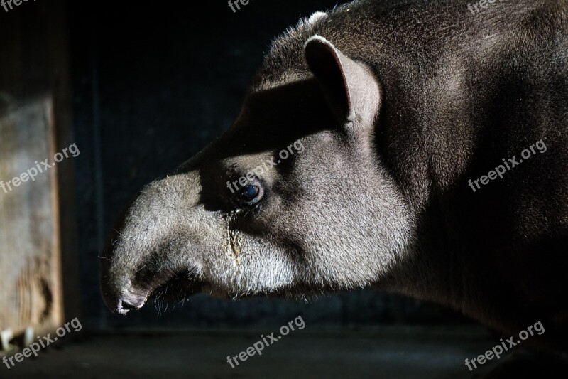 Tapir Zoo Animal Perissodactyla Proboscis