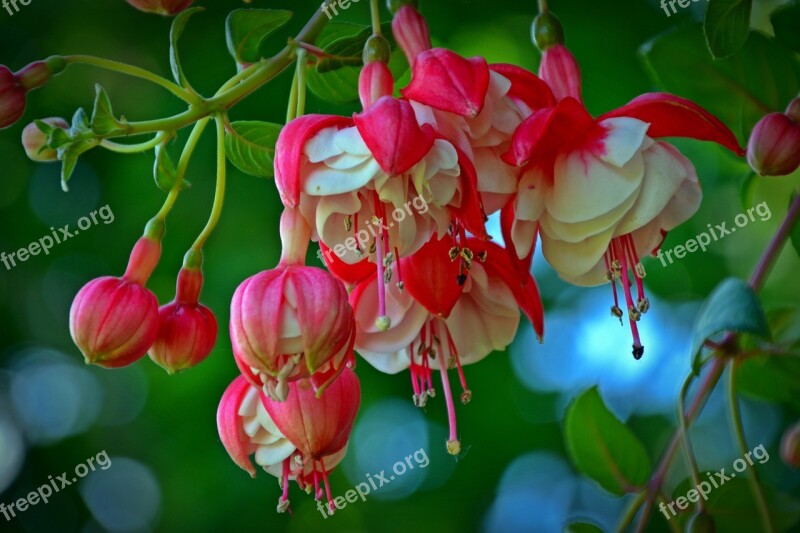 Fuchsia Blossom Bloom Red Close Up