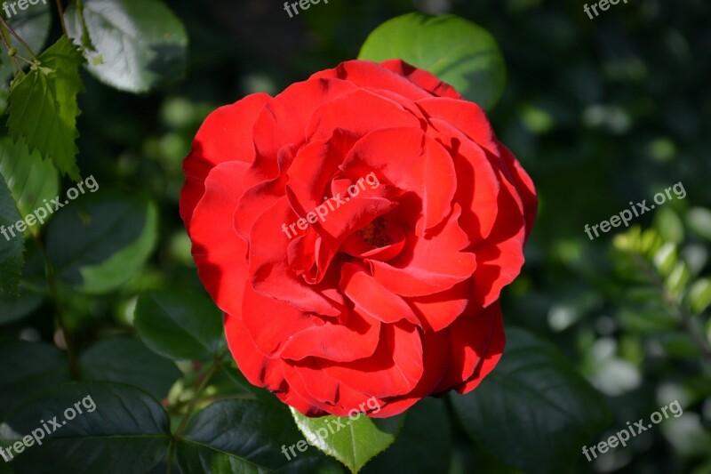 Rose Blossom Bloom Red Rose Flower