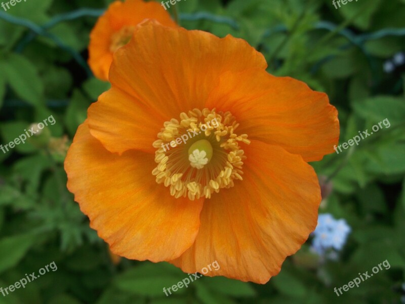 Poppy Garden Blossom Bloom Orange