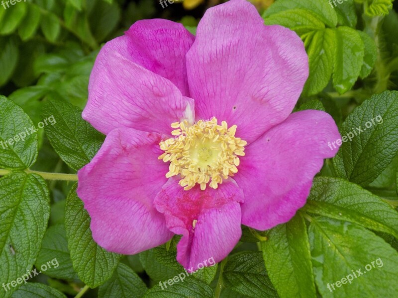 Apple Rose Potato Rose Wild Rose Pink Roses