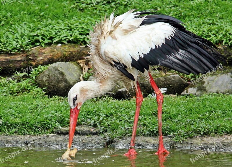 Stork Bird Animal Plumage Rattle Stork