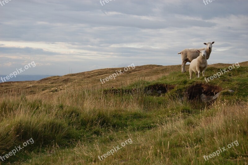 Sheep Hill Nature Animals Agriculture