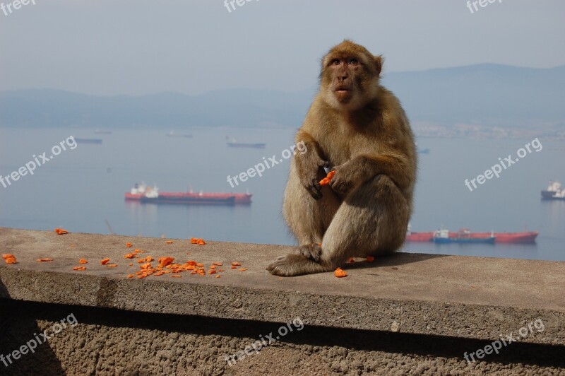 Monkey Toque Gibraltar Mountain Animals