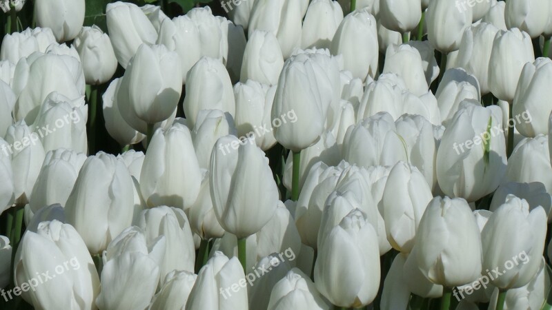 Tulips Flowers White Pure Floral