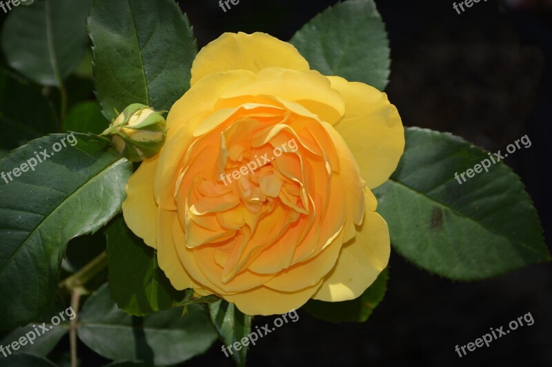 Rose Blossom Bloom Yellow Flower