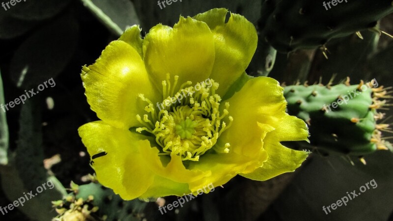 Prickly Pear Flower Yellow Cactus Nature