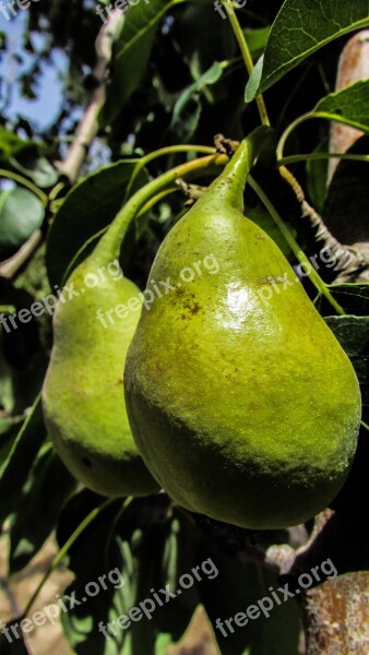 Pear Fruit Tree Garden Food