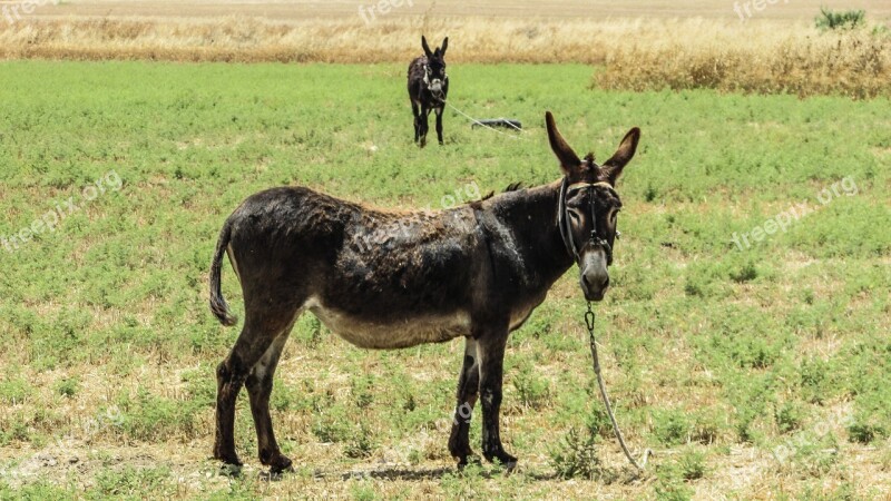 Donkey Staring Field Animal Looking