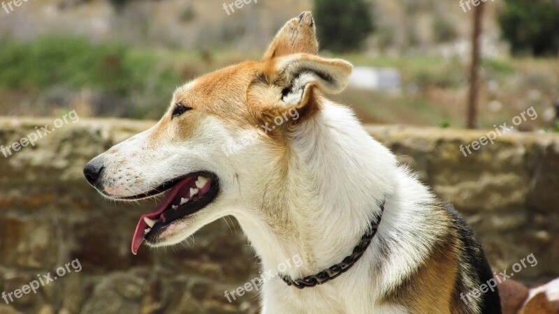 Dog Looking Animal Curious Cute Dog