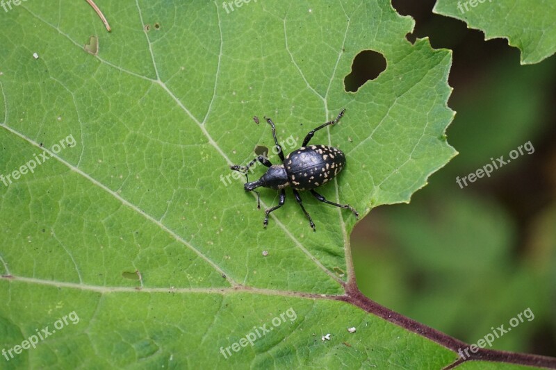 Weevils Beetle Proboscis Nature Insect