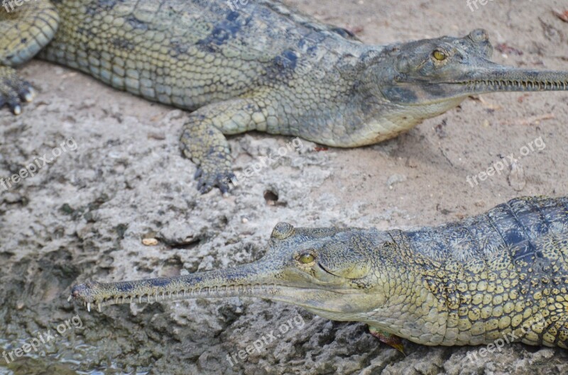 Gharial Crocodile Reptile Ganges Wild