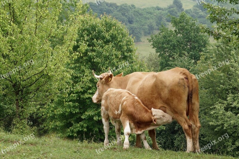 Calf Cow Feast Cub Economy