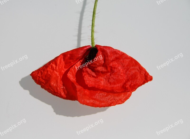 Poppy Red Conceptual Art Flower