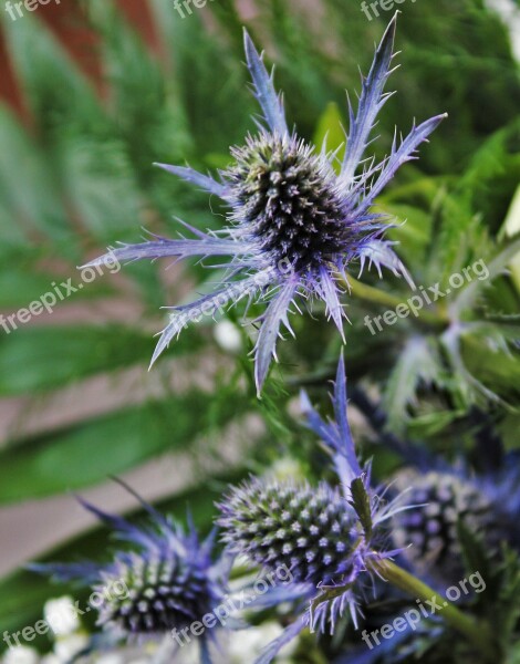 Umbelliferae Bluish Prickly Flora Plant