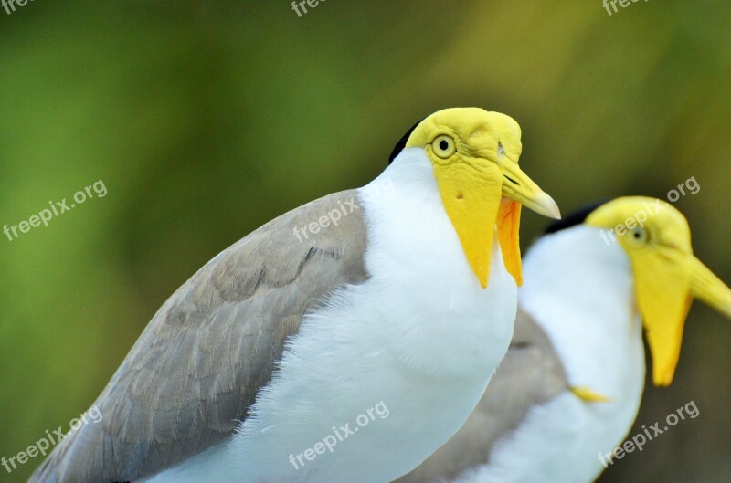 Bird Exotic Bird Yellow-headed Bird White And Grey Bird Zoo