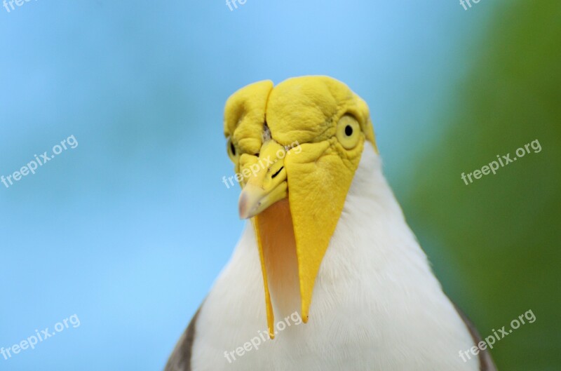 Bird Exotic Bird Yellow-headed Bird White And Grey Bird Zoo