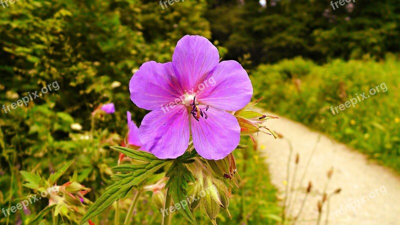 Flower Primrose Primula Bloom Blossom