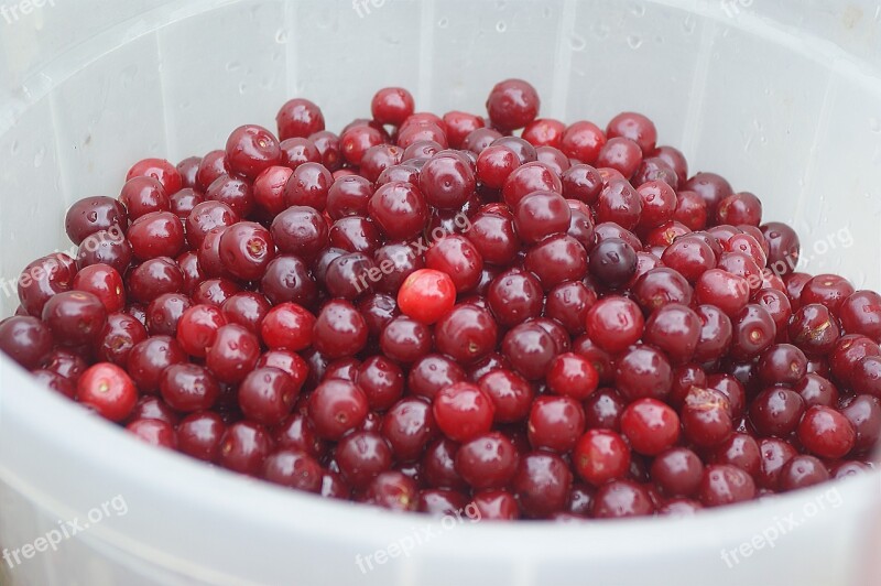 Cherry Basket Pannier Fruit Nature