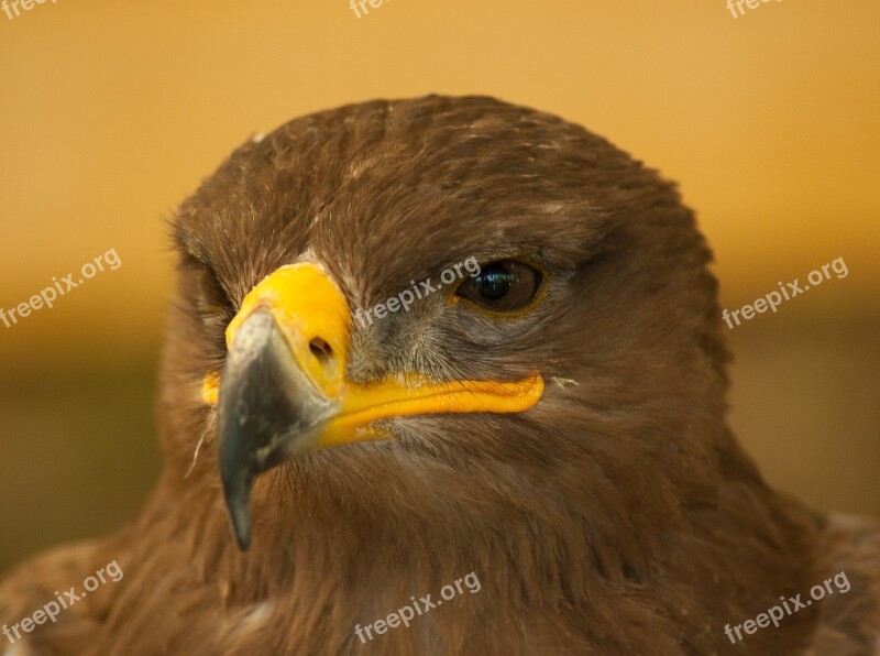 Bird Falcon Steppe Raptor Beak