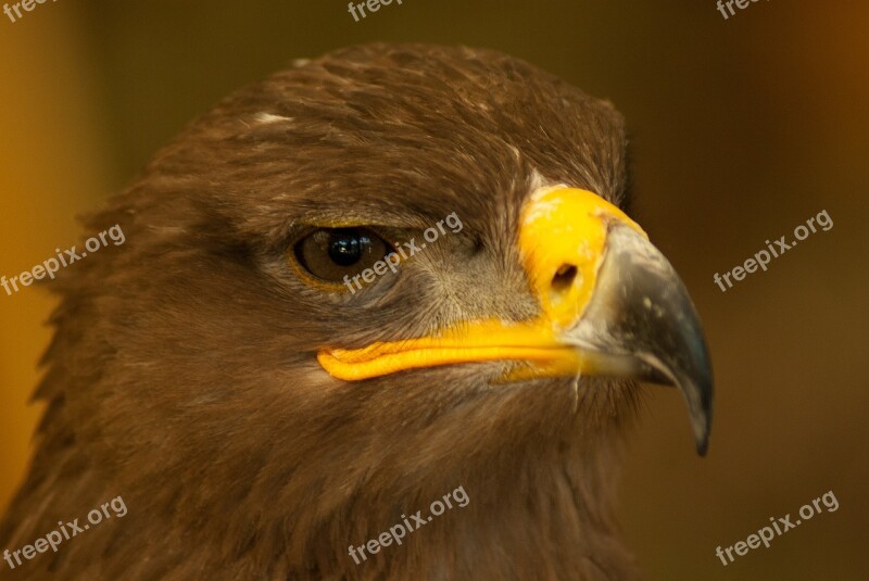 Bird Falcon Steppe Raptor Beak